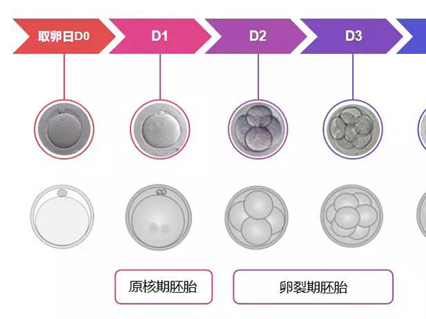 俄羅斯試管嬰兒囊胚等級劃分方法