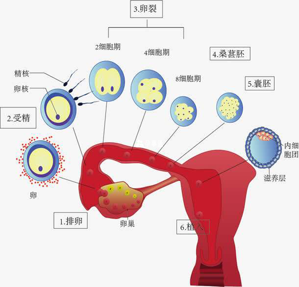 受孕是一個複雜的生理過程