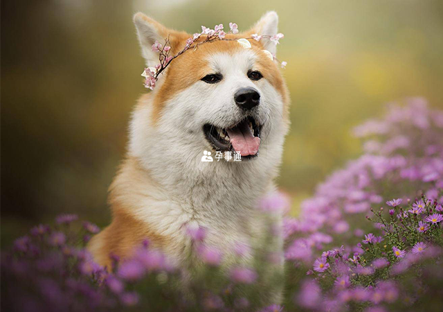孕婦夢見狗有什麼寓意