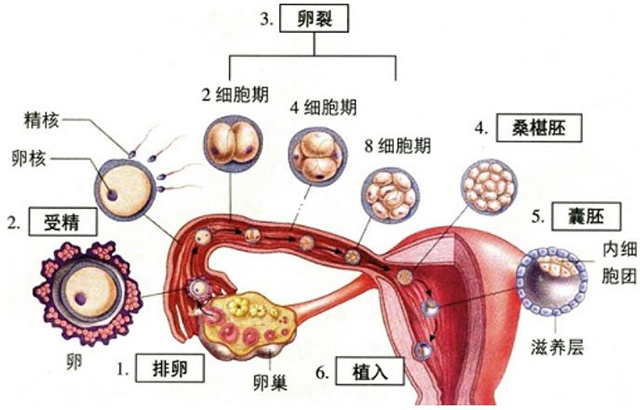 受精卵的著床過程
