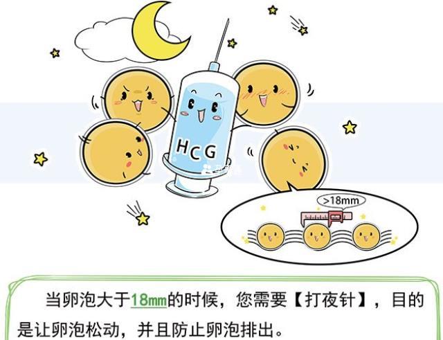 打夜針可以讓卵泡鬆動