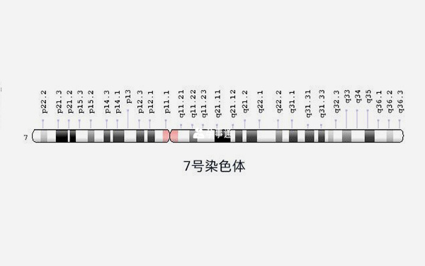 7號染色體圖表