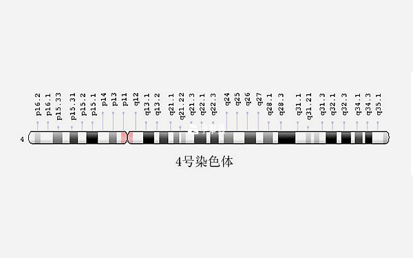 4號染色體圖表