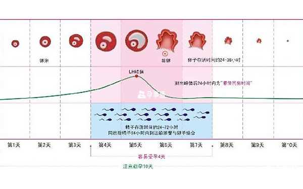 年齡與懷孕機率的關係