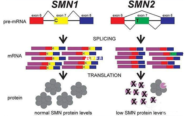 smn1與smn2基因