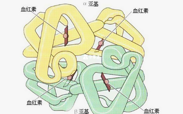血紅蛋白是什麼意思