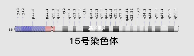15號染色體圖表