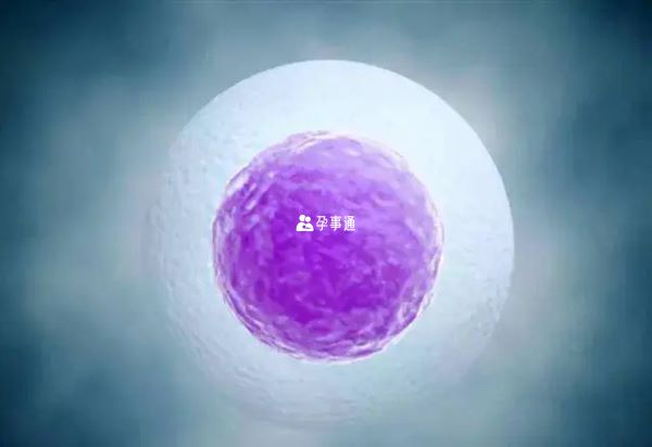 卵子質量差會影響到懷孕