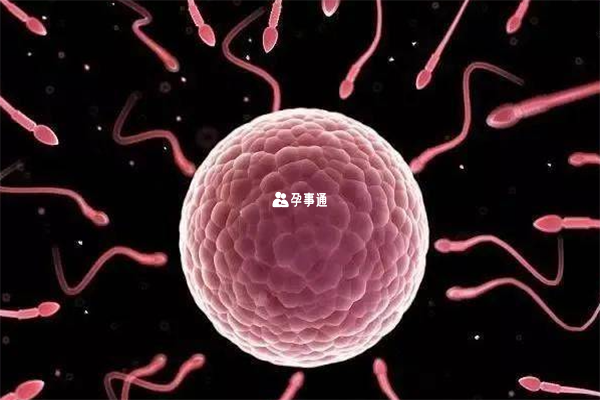 女性卵巢功能異常會出現空卵泡