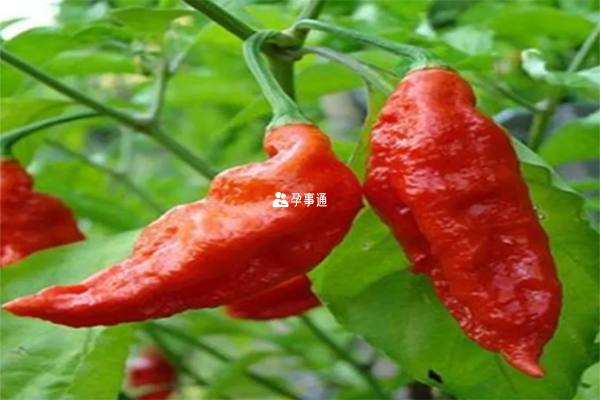 血糖高要少吃辣椒