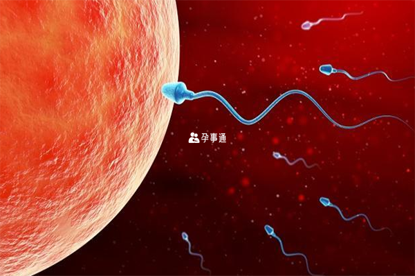 女性排卵期同房懷孕概率會變高