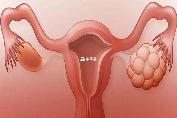 囊胚和胚胎有什麼區別