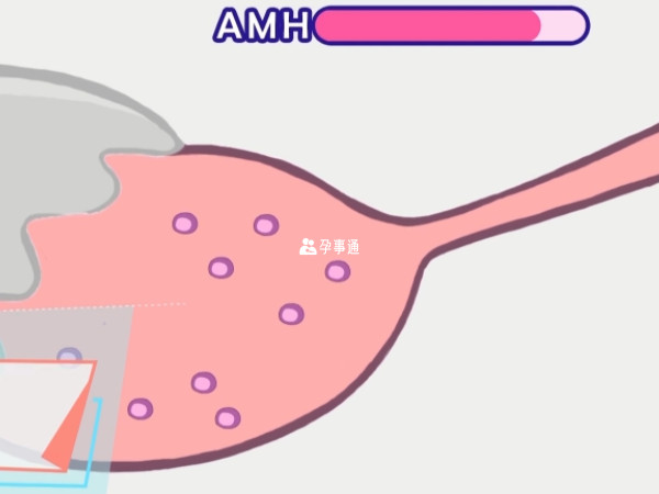 amh是評估卵巢功能的一個指標