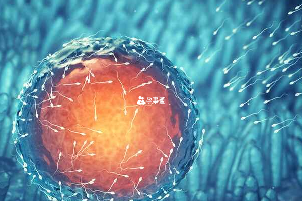 試管嬰兒並不是在試管中長成