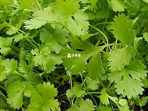 女性暖宮必吃的十種蔬菜一覽
