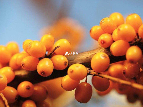 沙棘果