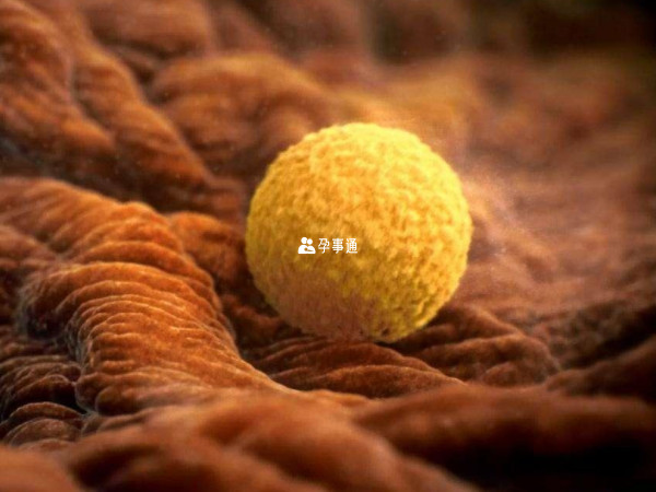 胚胎質量下降