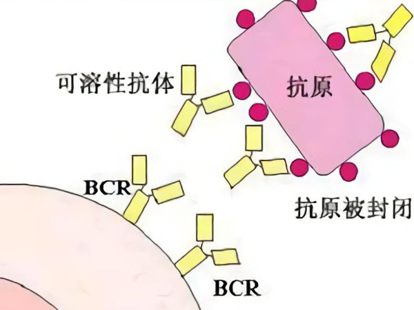 封閉抗體陰性與母體患某些疾病有關