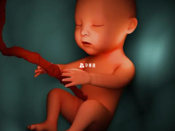 懷孕10個月胎兒真實圖