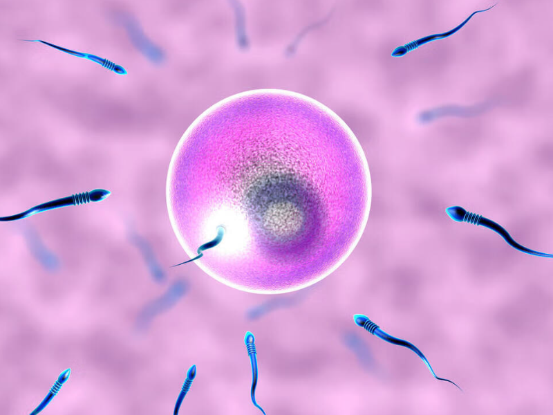 提高y精子數量生男孩方法總結